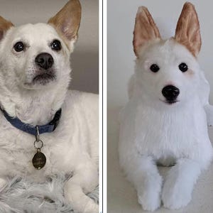 May include: A side-by-side comparison of a live dog and a plush replica. The real dog is white with tan ears, wearing a blue collar with a tag. The plush dog is white with tan ears and a black nose, posed in a lying down position.