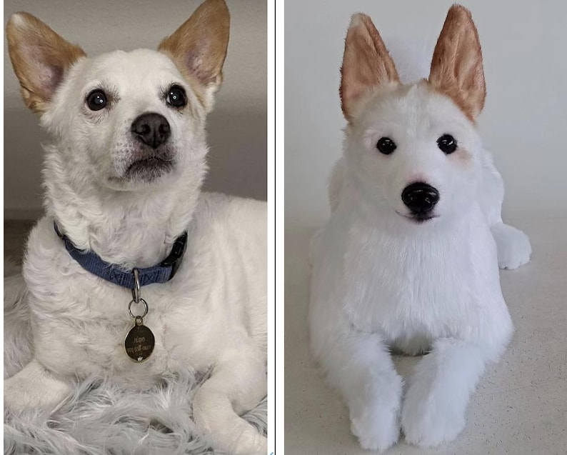 May include: A side-by-side comparison of a live dog and a plush replica. The real dog is white with tan ears, wearing a blue collar with a tag. The plush dog is white with tan ears and a black nose, posed in a lying down position.