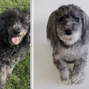 May include: A medium-sized, gray dog with a fluffy coat and a pink tongue. The dog is looking directly at the camera. The dog is on a green grassy surface. The dog's fur is a mix of gray and white.