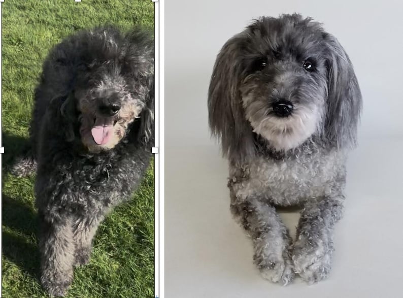 May include: A medium-sized, gray dog with a fluffy coat and a pink tongue. The dog is looking directly at the camera. The dog is on a green grassy surface. The dog's fur is a mix of gray and white.