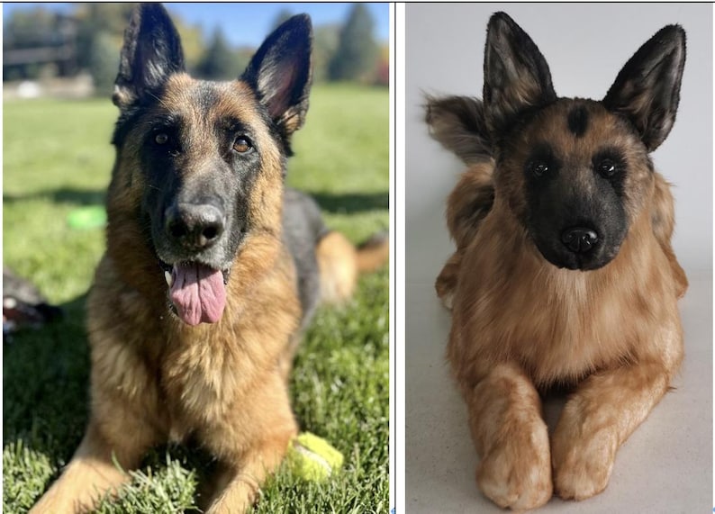 May include: A German Shepherd dog with a black muzzle and ears, and a tan and black coat, is lying on green grass with its tongue out. A tennis ball is visible in the grass. The dog's eyes are open.