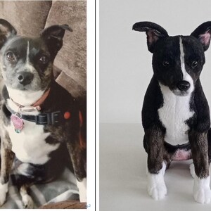 May include: A black and white dog with floppy ears and a pink collar. The dog is sitting on a couch. The dog has a black collar with a pink tag. The dog is looking at the camera.
