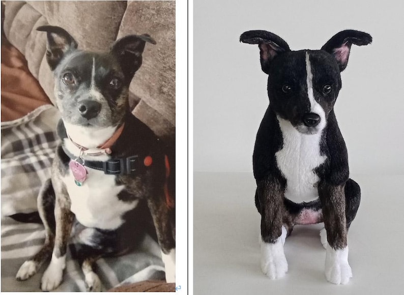 May include: A black and white dog with floppy ears and a pink collar. The dog is sitting on a couch. The dog has a black collar with a pink tag. The dog is looking at the camera.