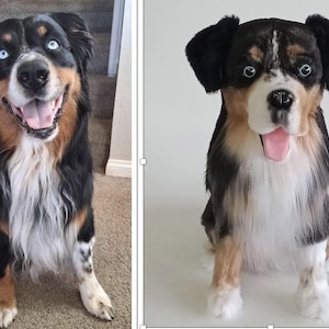 May include: A happy, medium-sized dog with black, brown, and white fur, and striking blue eyes. The dog is sitting and smiling, with its tongue visible. The dog's fur is long and fluffy, and it appears to be a Bernese Mountain Dog mix.
