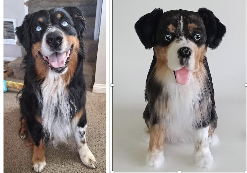 May include: A happy, medium-sized dog with black, brown, and white fur, and striking blue eyes. The dog is sitting and smiling, with its tongue visible. The dog's fur is long and fluffy, and it appears to be a Bernese Mountain Dog mix.