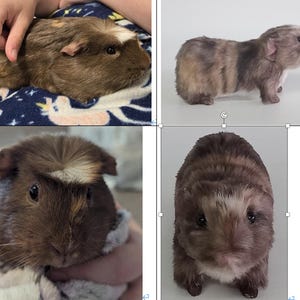 May include: A collage of four images featuring guinea pigs. The guinea pigs have brown, tan, and gray fur. One guinea pig is being held, while the others are shown in different poses. The guinea pigs have small ears and dark eyes.