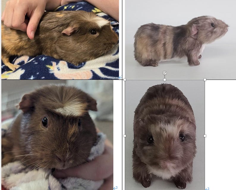 May include: A collage of four images featuring guinea pigs. The guinea pigs have brown, tan, and gray fur. One guinea pig is being held, while the others are shown in different poses. The guinea pigs have small ears and dark eyes.