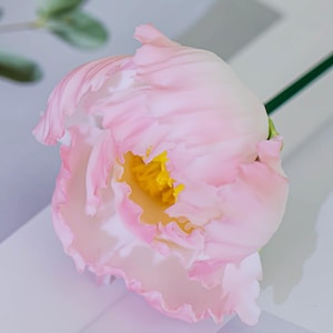 Puede incluir: Primer plano de una delicada flor de peonía rosa con pétalos rizados y un centro amarillo brillante. La flor se encuentra sobre un fondo suave y claro, con un tallo verde visible. La imagen resalta la textura y el color de la flor.