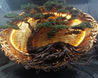 May include: A bonsai tree with brown roots and green leaves is displayed in a gold ornate frame. The frame has a light shining through it, illuminating the tree.