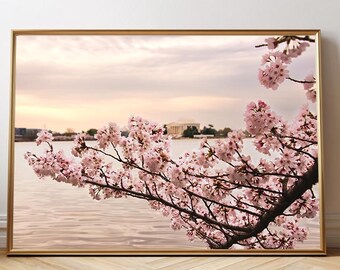 Washington DC - Cherry Blossom Sunset & Jefferson Memorial Photo
