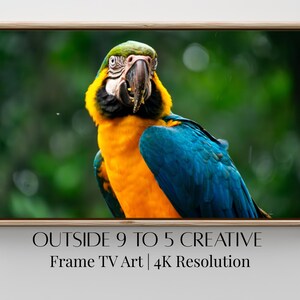 Puede incluir: Impresión enmarcada de un guacamayo vibrante con plumaje amarillo, azul y verde. El fondo es verde borroso. El texto "OUTSIDE 9 TO 5 CREATIVE Frame TV Art | 4K Resolution" se muestra en la parte inferior.