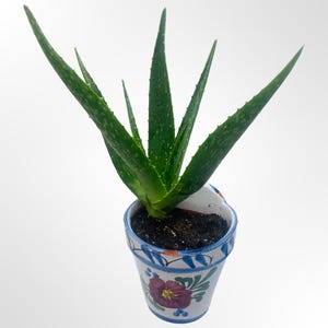 Pure & potent Aloe Vera organic medicinal plant from private organic gardens, buy now!