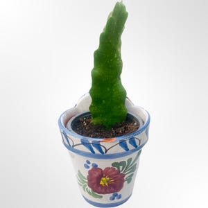 gummibaum raumklima Gummibaum Robusta - Ficus elastica Robusta