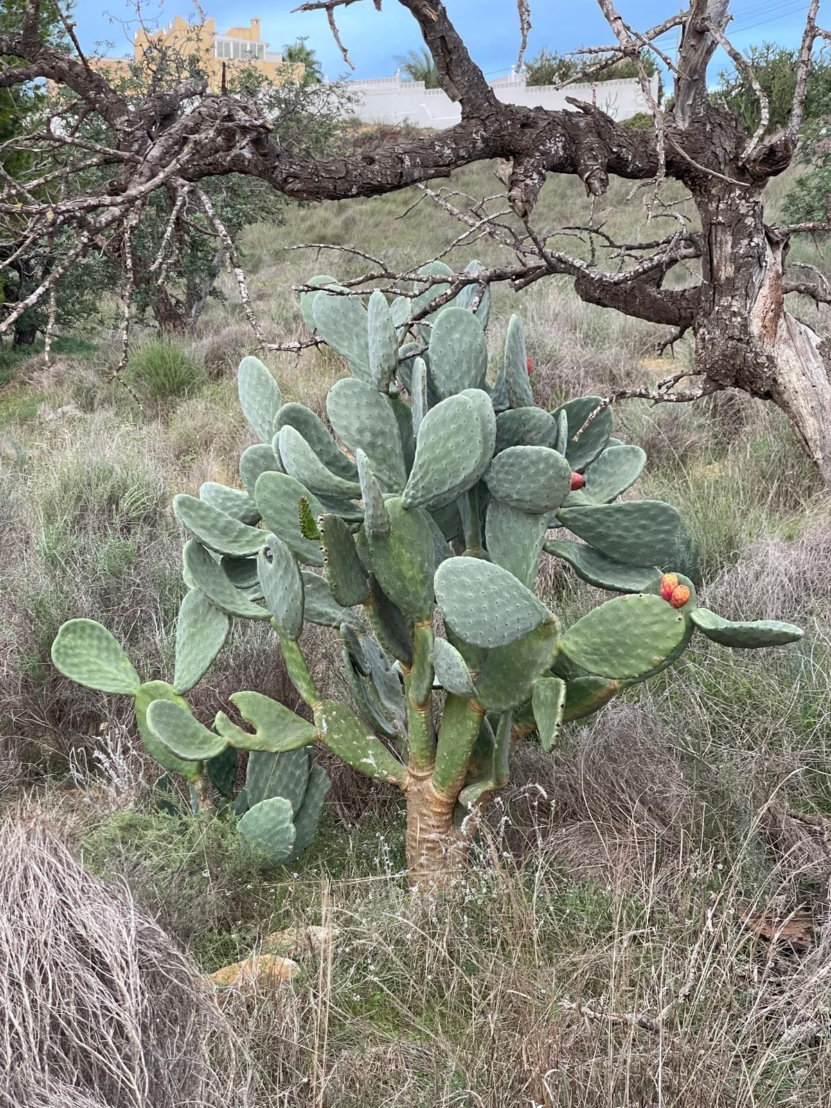 Frische Feigenkaktus Nopales - Essbare Kaktusbltter aus privatem,  kologischem Bioanbau jetzt bei FincaGardens - Etsy sterreich