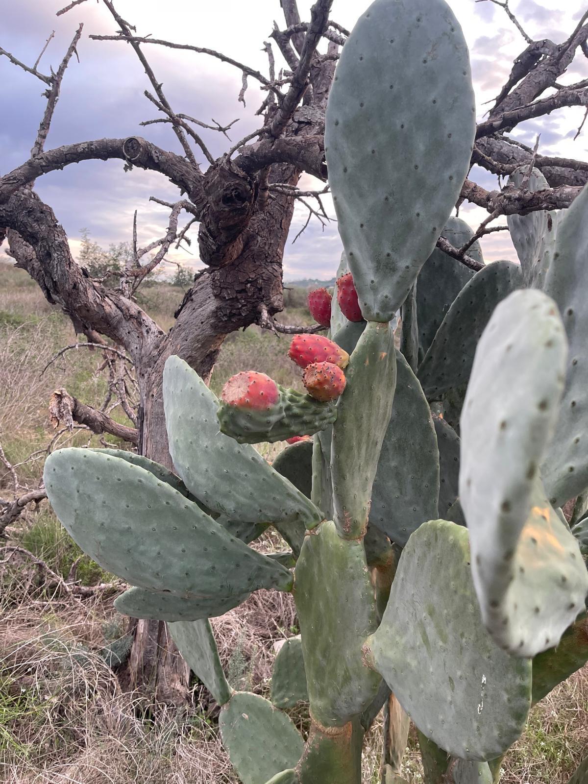 austral. gummibaum Eucalyptus Globulus Blumensamen (Tasmanischer Blauer Gummibaum) – Pure Asia  Seeds main image 1