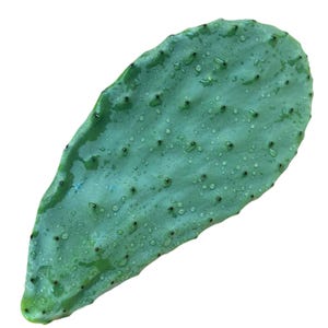 May include: A single, green, prickly pear cactus pad with water droplets on its surface.