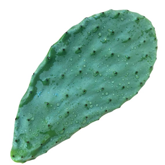 Frische Feigenkaktus Nopales - Essbare Kaktusbltter aus privatem,  kologischem Bioanbau jetzt bei FincaGardens - Etsy sterreich