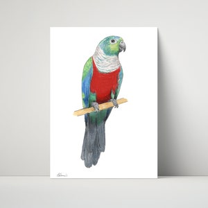 Blaubauchsittich - Giclée, Druck von Illustration / Zeichnung