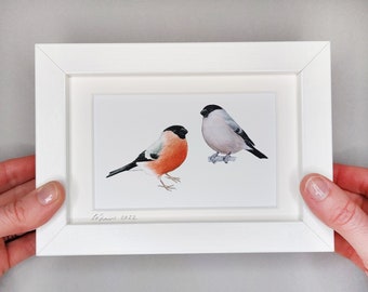 Pair of Bullfinches - Framed Giclée Print