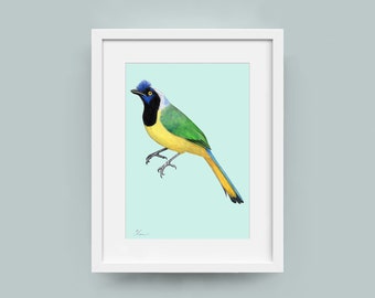 Inca Jay on Blue - archival print of a drawing of an Inca Jay on blue background. Exotic bird wall art