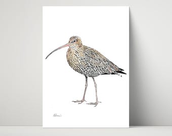 Curlew - Giclée, archival print of illustration / drawing