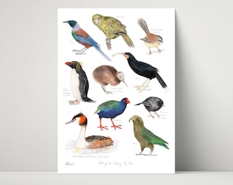 Bird of the Century Top Ten - archival Illustration Print