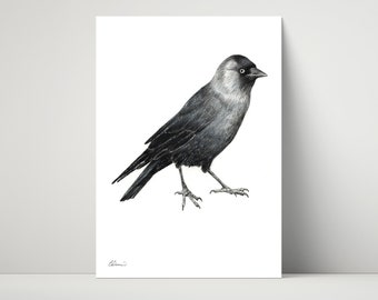 Jackdaw - Giclée, archival print of illustration / drawing