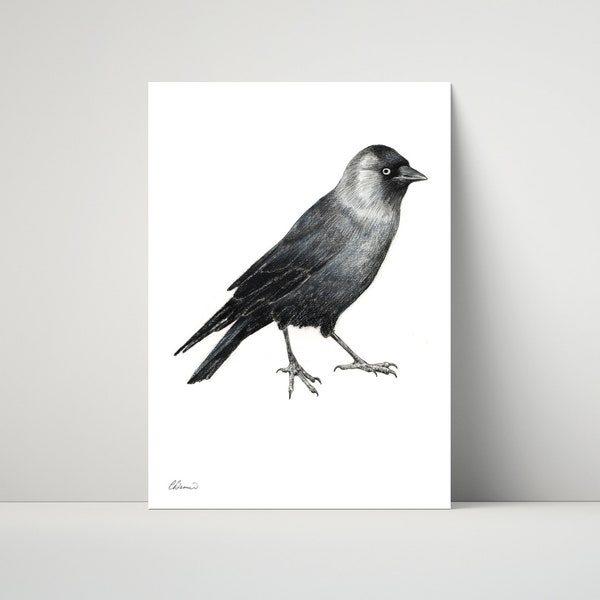 Jackdaw - Giclée, archival print of illustration / drawing