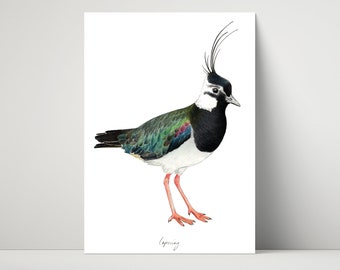 Lapwing - Giclée, archival print of illustration / drawing