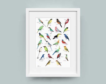 A to Z of Colourful Birds Alphabet Print - Giclee Bird Wall Art