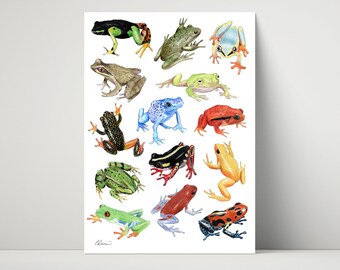 Frogs - archival print of drawing / illustration