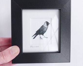 Mini Framed Bird Print -  Jackdaw