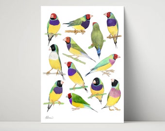 Gouldian Finches - archival print created from pencil drawings / illustration