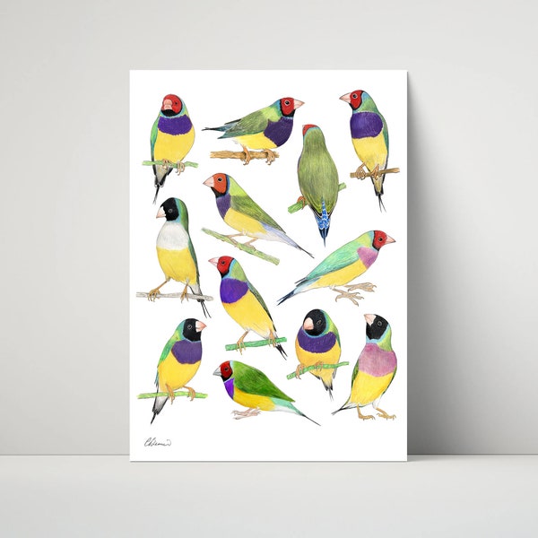 Gouldian Finches - archival print created from pencil drawings / illustration