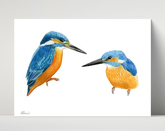 Kingfishers, archival print of illustration / drawing A4