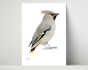 Waxwing - archival print