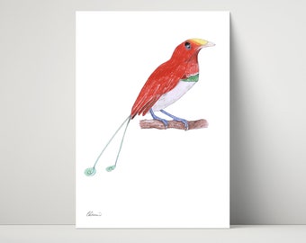 King Bird of Paradise - archival print