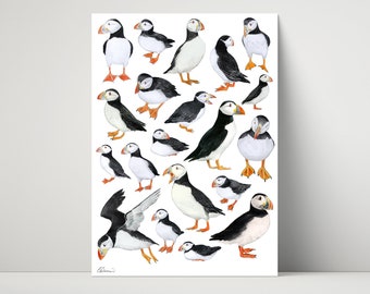 Puffins - Giclée, archival print of illustration / drawing