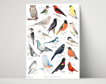 New York City Birds - archival print