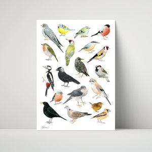 Waldvögel - Archivdruck