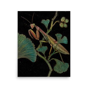 Puede incluir: Una ilustración detallada de una mantis religiosa posada en una rama con hojas de ginkgo en forma de abanico y pequeñas bayas redondas. El insecto presenta tonos rosados, marrones y verdes sobre un fondo negro sólido en esta obra.