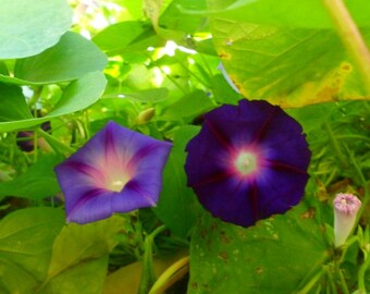 Morning Glory Seeds Purple Pink Violet Lavender Climbing Vine 25+