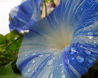 Morning Glory Seeds Flying Saucer Morning Glory Seeds Blue White Flowers 20 Seeds Climbing Vine  Morning Glory Vine Annual Vine Blue Flowers