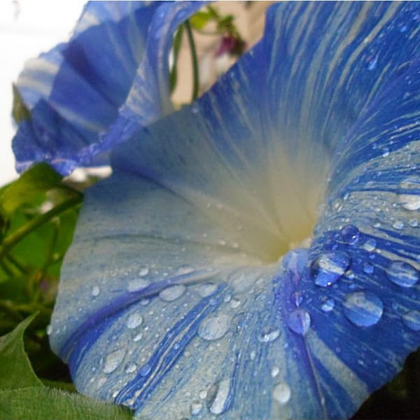 Morning Glory Seeds Flying Saucer Morning Glory Seeds Blue White Flowers 20 Seeds Climbing Vine  Morning Glory Vine Annual Vine Blue Flowers