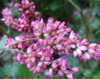 Graines indigo en paquet illustré Persicaria Tinctoria Polygonum Tinctorium Dyers Renouée 100 graines Dye Garden Graines de teinture bleue naturelle