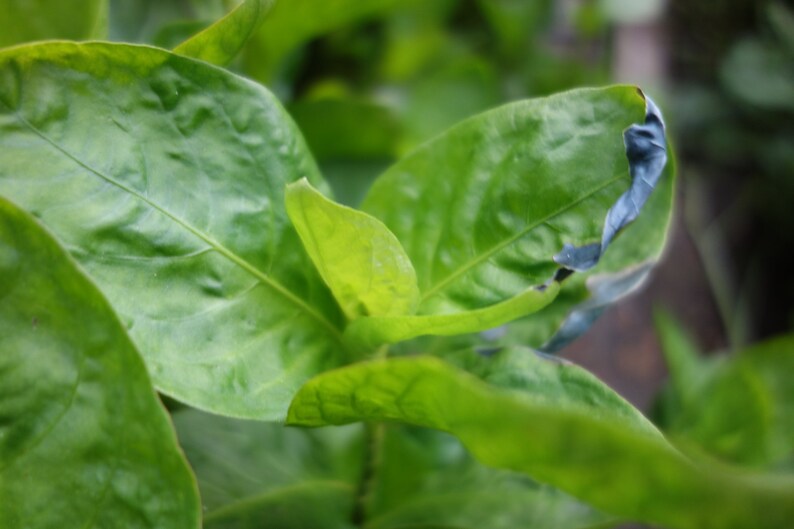 Indigo Seeds in Hand Illustrated Packet Persicaria Tinctoria Polygonum Tinctorium Dyers Knotweed 100 Seeds Dye Garden Natural Blue Dye Seeds image 4