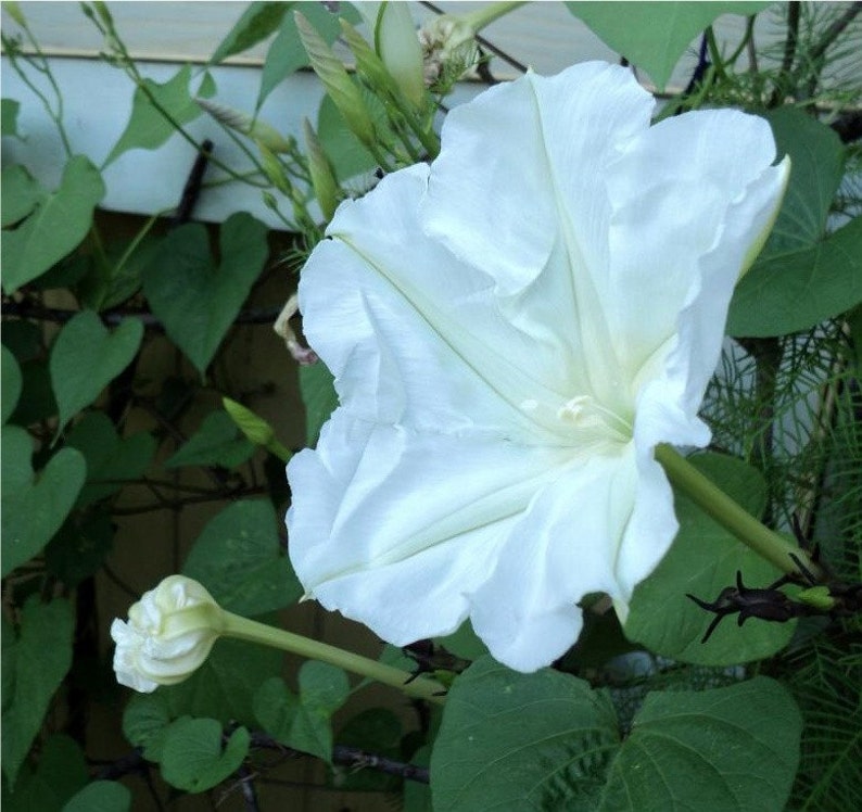 Moon Flower Vine Seeds Large White Flowers Fragrant Climbing Etsy