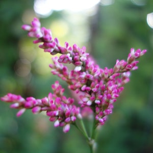 Indigo Seeds in Hand Illustrated Packet Persicaria Tinctoria Polygonum Tinctorium Dyers Knotweed 100 Seeds Dye Garden Natural Blue Dye Seeds image 10