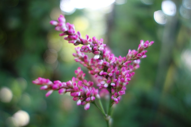 Indigo Seeds in Hand Illustrated Packet Persicaria Tinctoria Polygonum Tinctorium Dyers Knotweed 100 Seeds Dye Garden Natural Blue Dye Seeds image 10