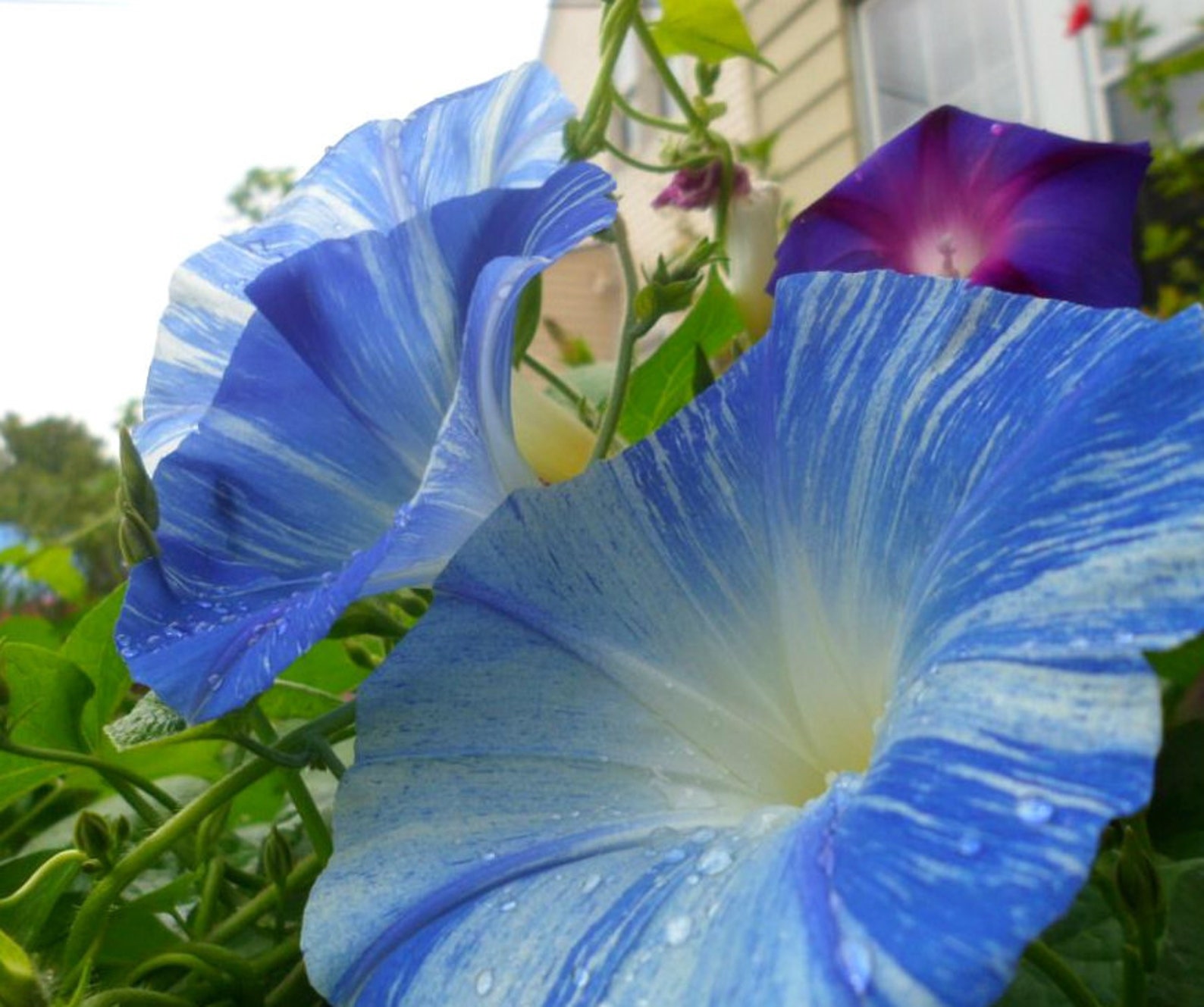 Morning Glory Seeds Flying Saucer Morning Glory Seeds Blue Etsy